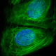 Illustration for article titled These spectacular images show why they call it the ‘OMG’ microscope